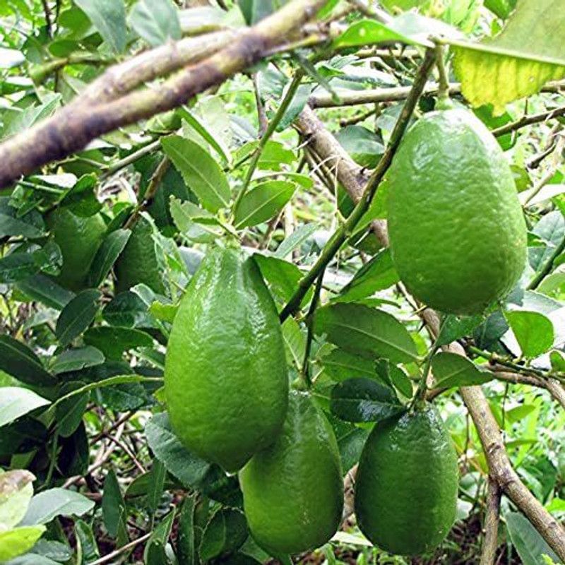 MHIMI Lemon Plant  (Hybrid, Pack of 1)