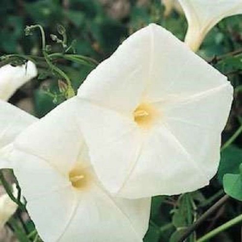 ACCELCROP Morning Glory Tall Mix Seeds | Ipomoea Purpurea Seed  (80 per packet)