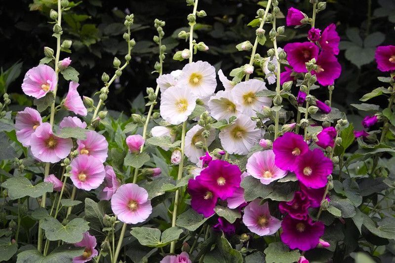PMB Hollyhock Mix Seed  (26 per packet)