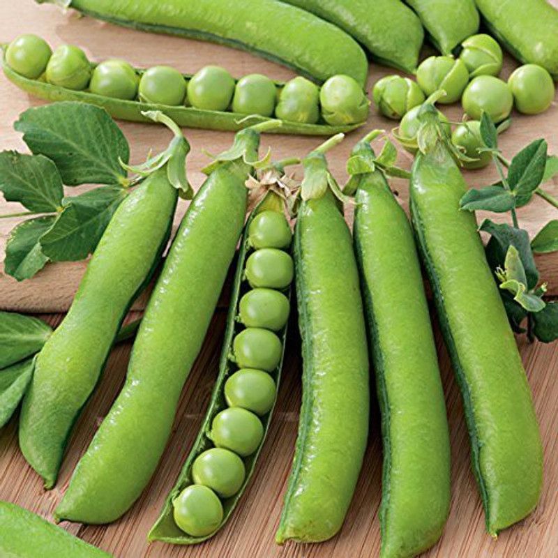 KANAYA Pea (Matar) Seed  (875 per packet)