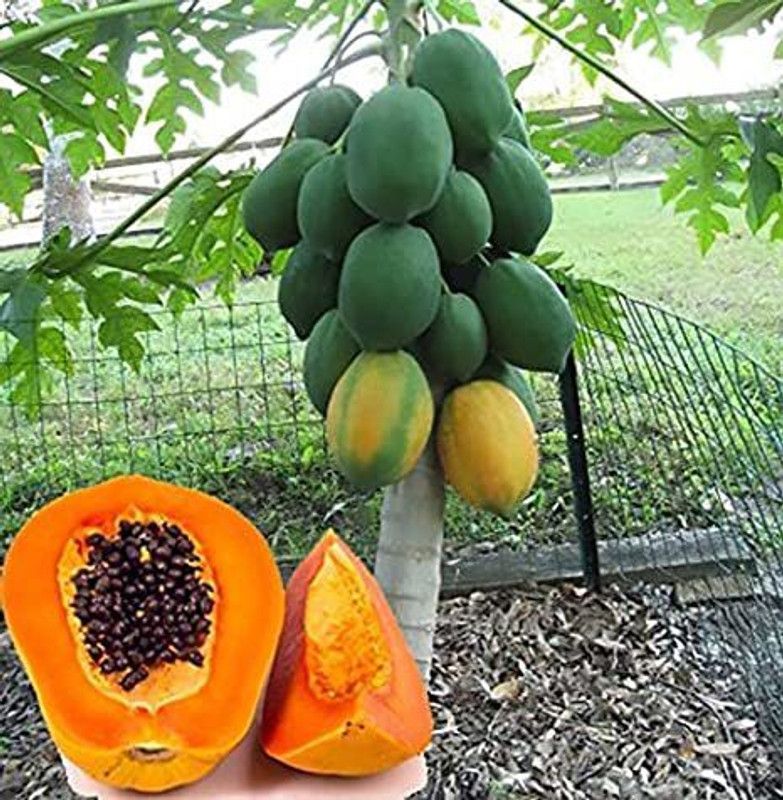 XOLDA Papaya Hybrid Fruit Seed  (55 per packet)