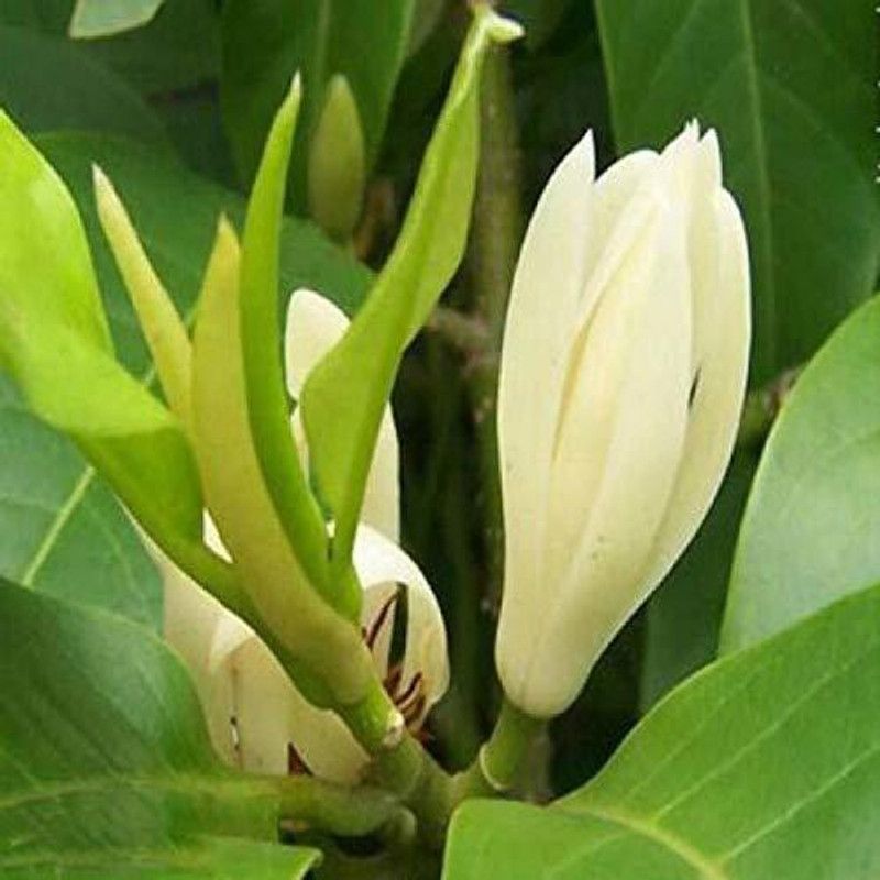Infinite Green Perfume Tree Plant  (Pack of 1)