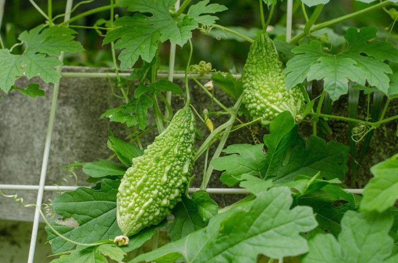 Zomoloco Bitter gourd seeds Seed  (50 per packet)