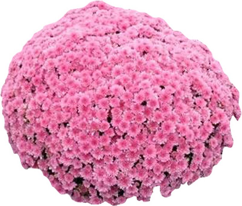 Futaba Ground-cover Chrysanthemum - Pure Pink - 100 Pcs Seed  (100 per packet)