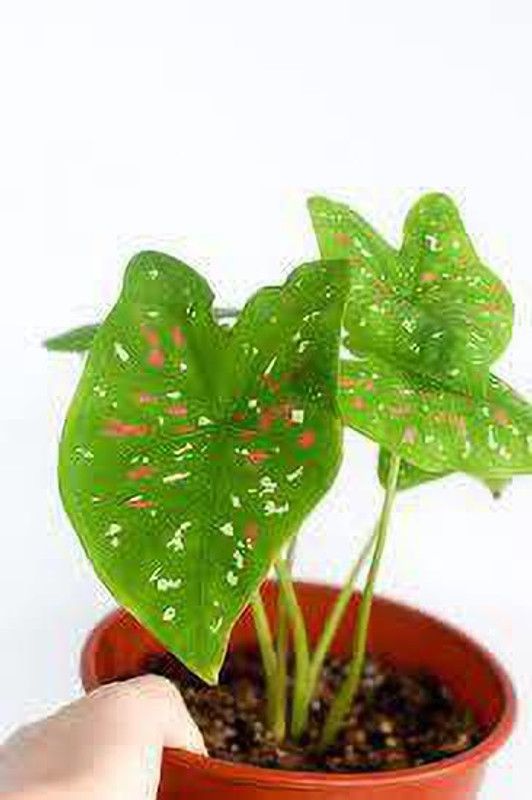 The Entacloo Caladium Plant  (Hybrid, Pack of 1)