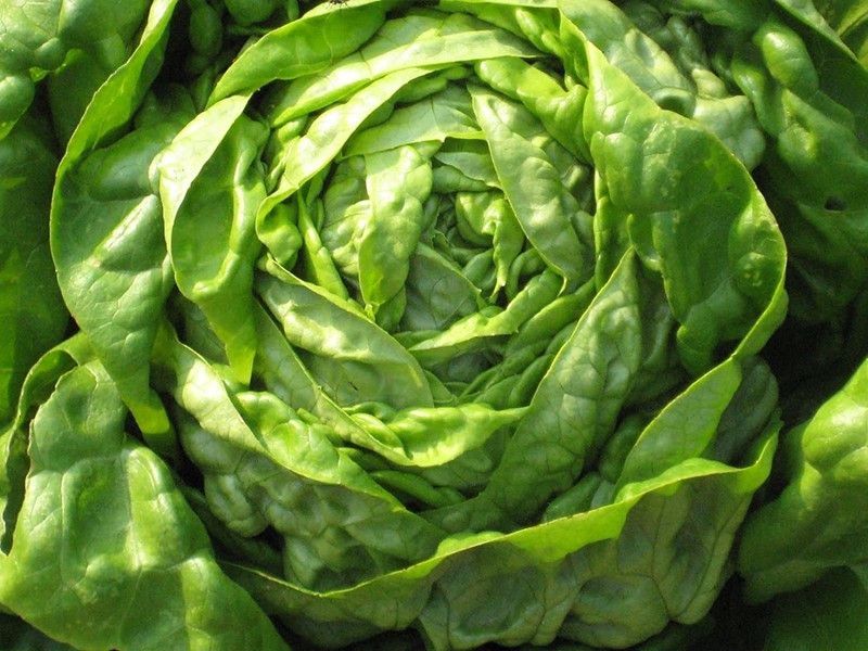 VibeX ® XXL-648 Butter crunch Lettuce Seeds Seed  (200 per packet)