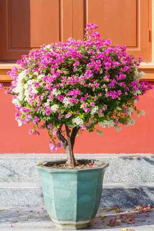 pb mandira plant Baugainvillea Plant  (Hybrid, Pack of 1)