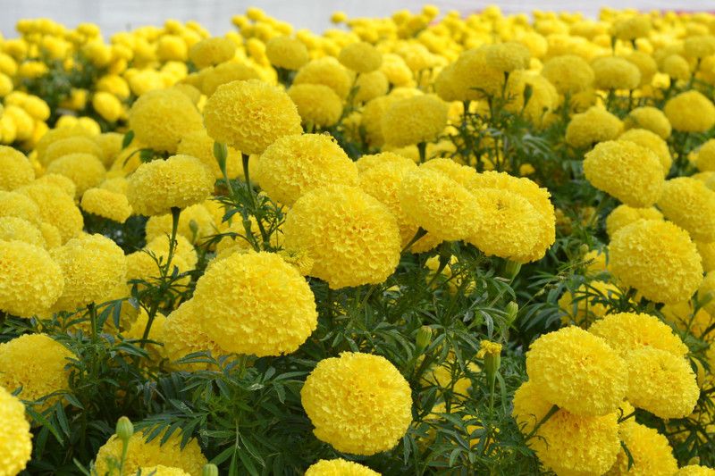 Xesas Marigold Yellow Seed  (130 per packet)