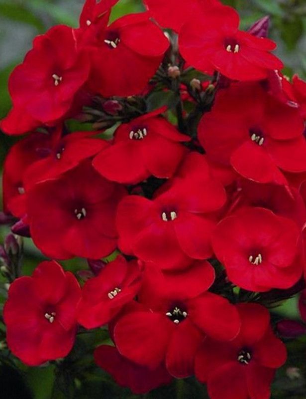 SAGAR Phlox Beauty Red Seed  (315 per packet)