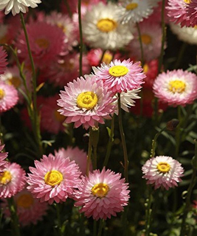 CYBEXIS Paper Daisy Flower Seeds Seed  (50 per packet)