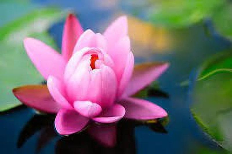 CARIBBEAN LOTUS SEEDS Seed  (1 per packet)