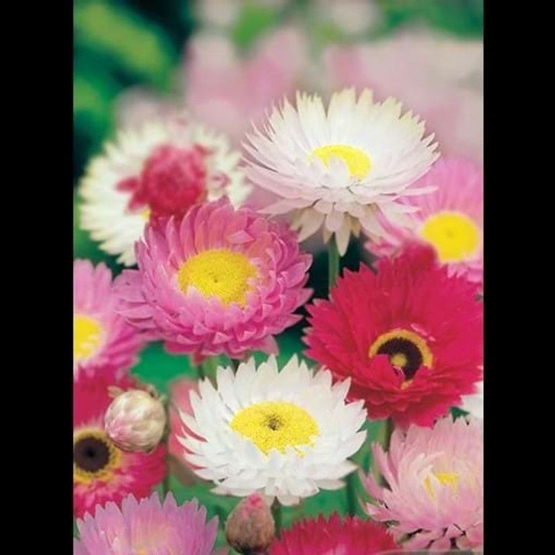 Nodoc Exotic daisy mix Seed  (28 per packet)