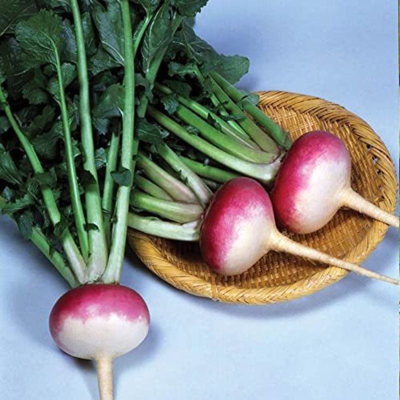 ENINE Turnip Seed  (100 per packet)