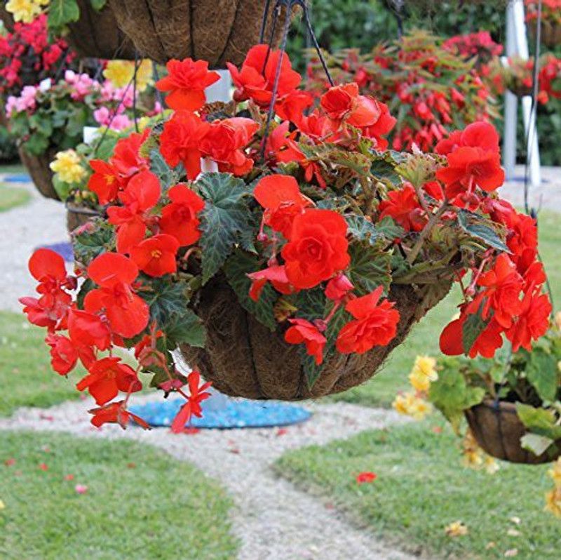CYBEXIS Flower Seeds Begonia Seed  (25 per packet)