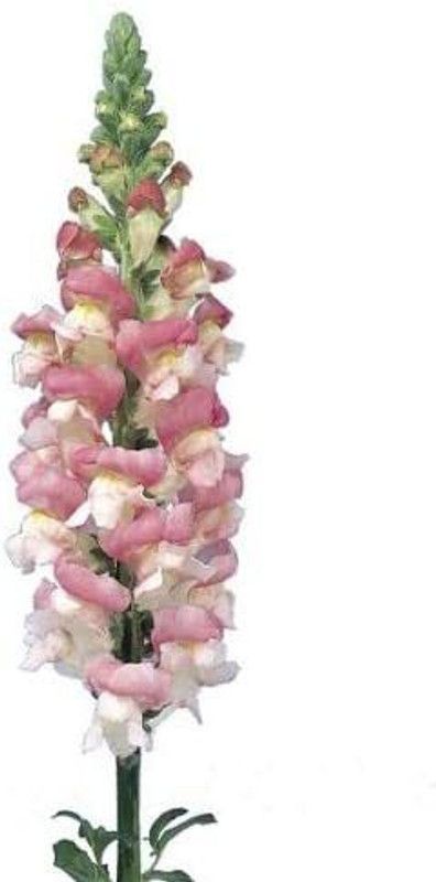 CYBEXIS Admiral Pink Bicolour F1 Seed  (50 per packet)