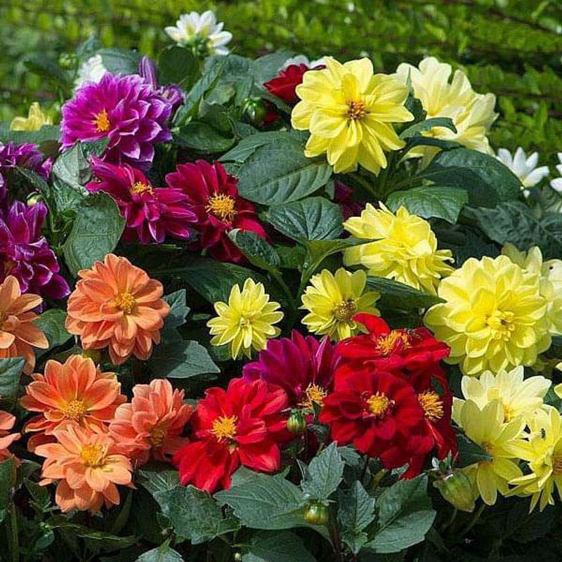 Paudha Dahlia Double Figaro Seed  (36 per packet)