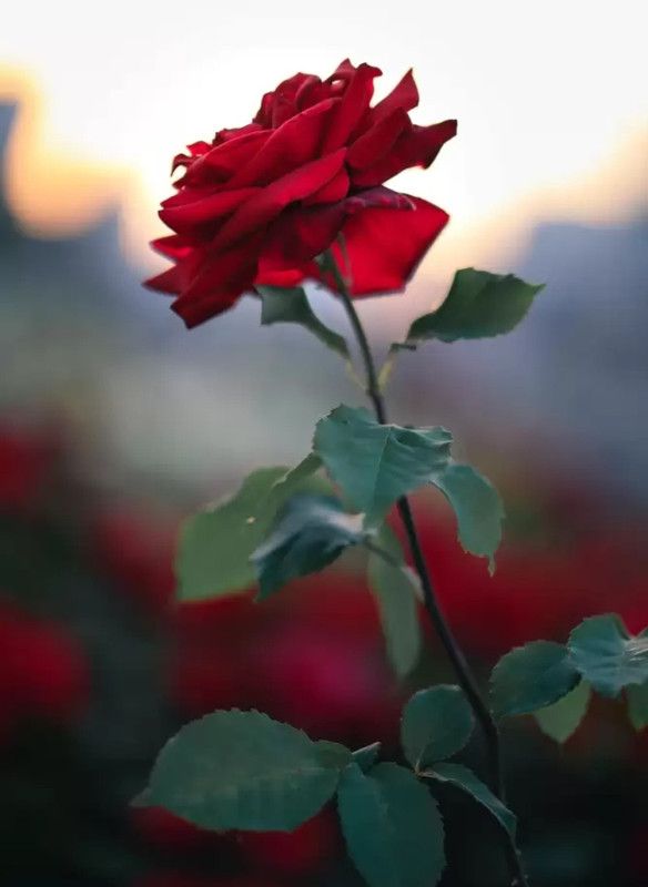 new modern nursary Rose Plant  (Hybrid, Pack of 1)