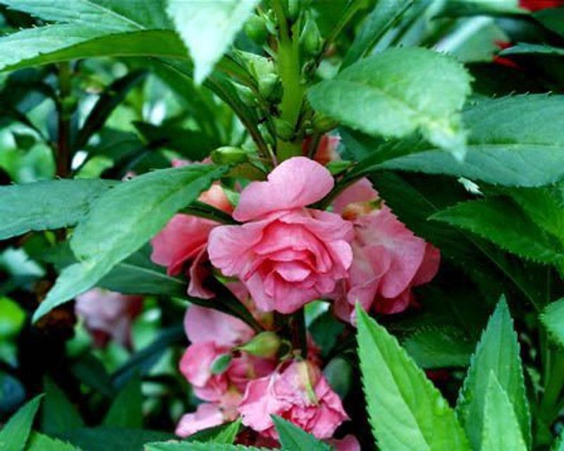 CYBEXIS Hybrid Balsam Flower Seeds Seed  (25 per packet)
