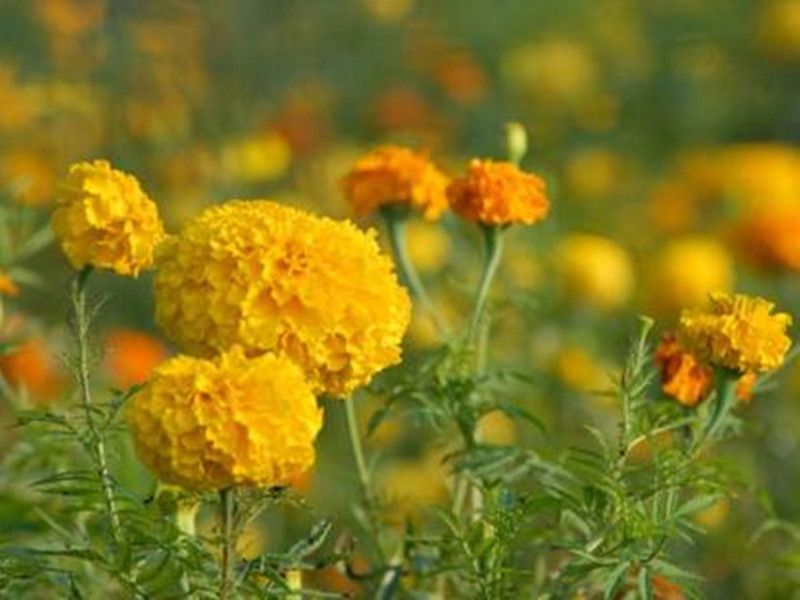 Greenerry MARIGOLD Seed  (160 per packet)