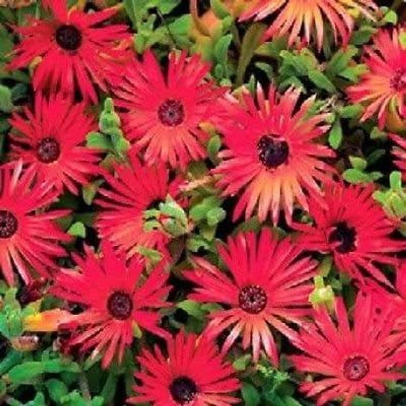 CYBEXIS Seeds Ice Plant Red Livingstone Daisy Flower Seeds iceplant Seed  (1 g)