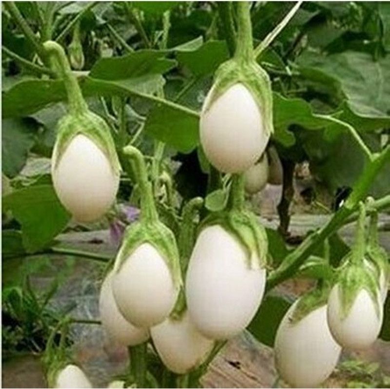 XOLDA White Brinjal Seed  (20 per packet)