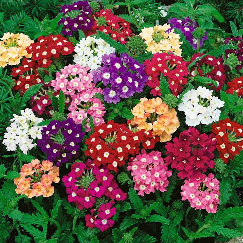 XOLDA Verbena Mixed Seed  (53 per packet)