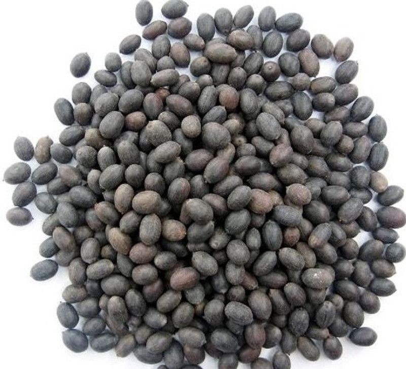 WILD FOREST LOTUS SEED, KAMAL GATTA Seed  (251 per packet)