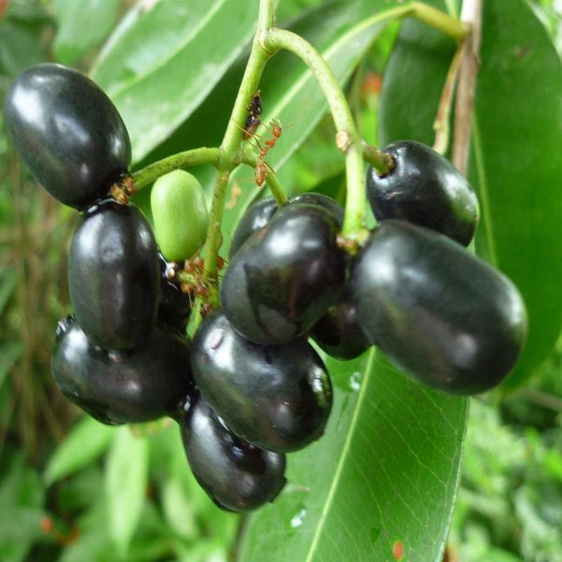 MaliaGarden Live Black Jaam (Jamun) Fruit Plant 1 Plant in 4" Pot  (Pack of 1)