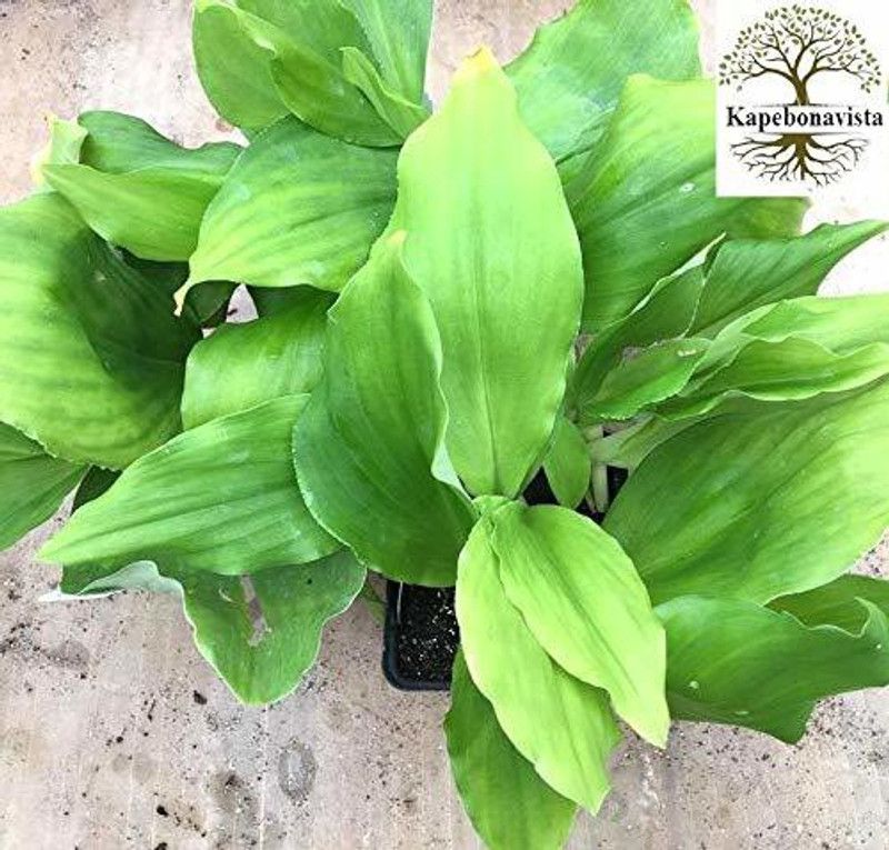 Kapebonavista Kapur kachri Chandramula Bhui Champa plant, it is a plant not a seed Seed  (1 per packet)