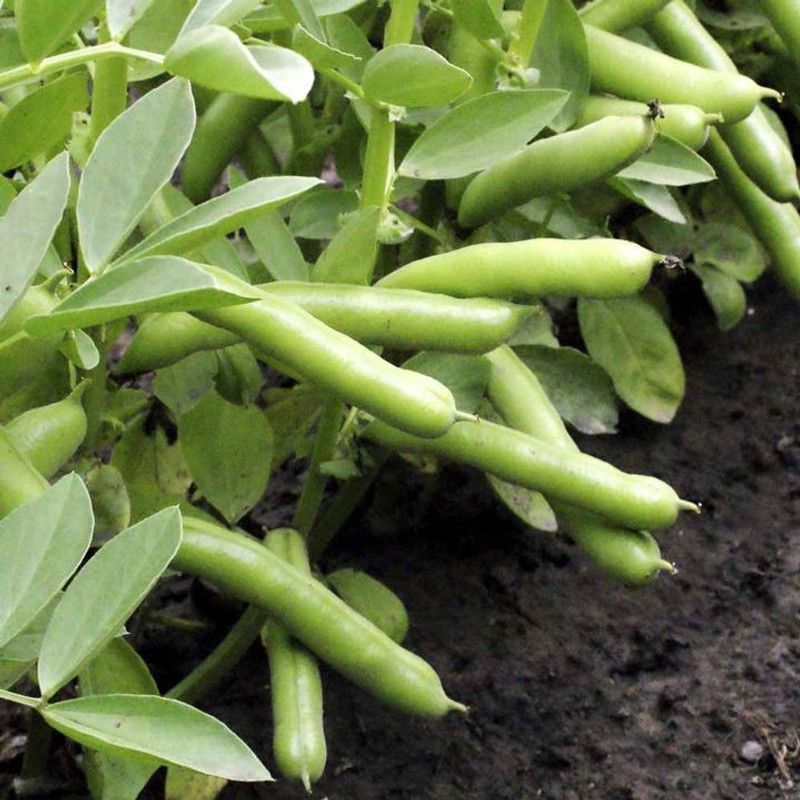 Sjeme Fababean Broadbean Bakla Seed Seed  (55 per packet)