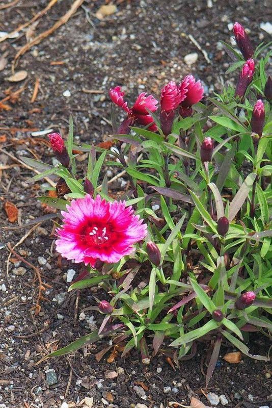 JRYU Dianthus Barbatus Mixed Seeds For Kitchen Gardening Seed  (20 per packet)