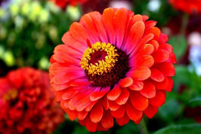 Paudha Zinnia Red Seed  (16 per packet)