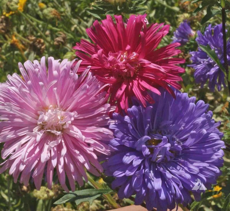 Nodoc Exotic aster Seed  (40 per packet)