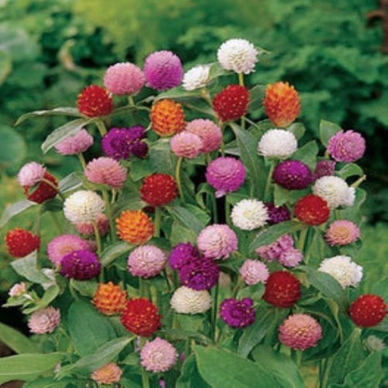 Beejaropan Gomphrena Mixed Seed  (10 per packet)