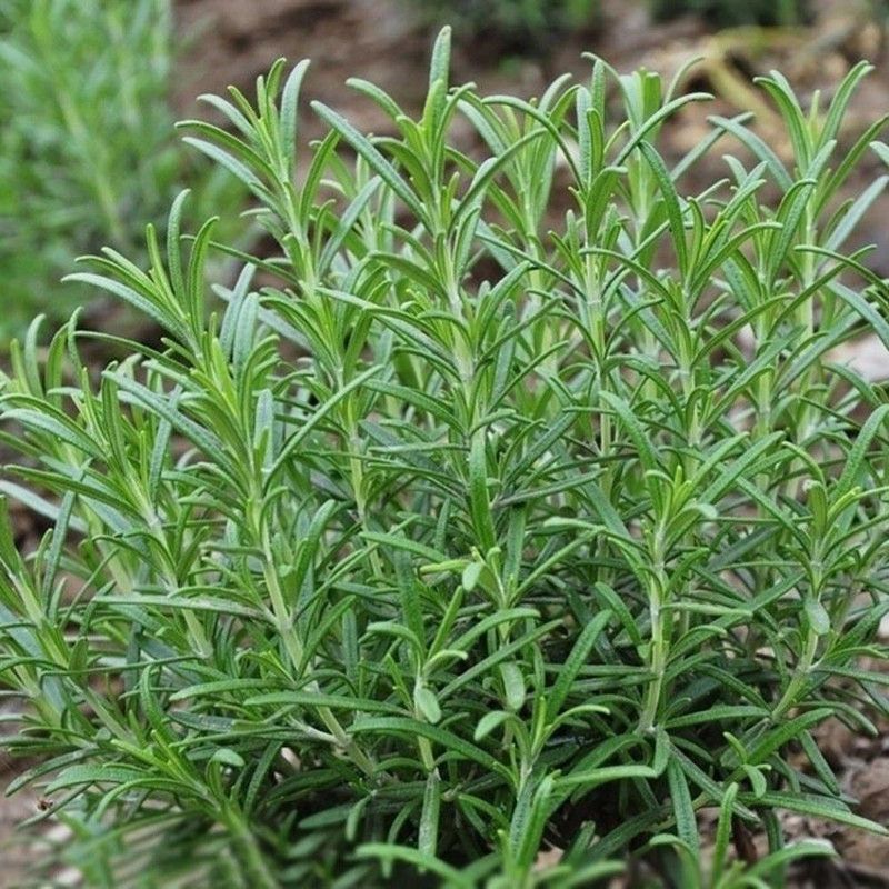 gardenupp Rosemary Seed  (260 per packet)
