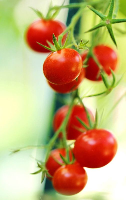 Mozette Cherry Tomato Seed  (22 per packet)