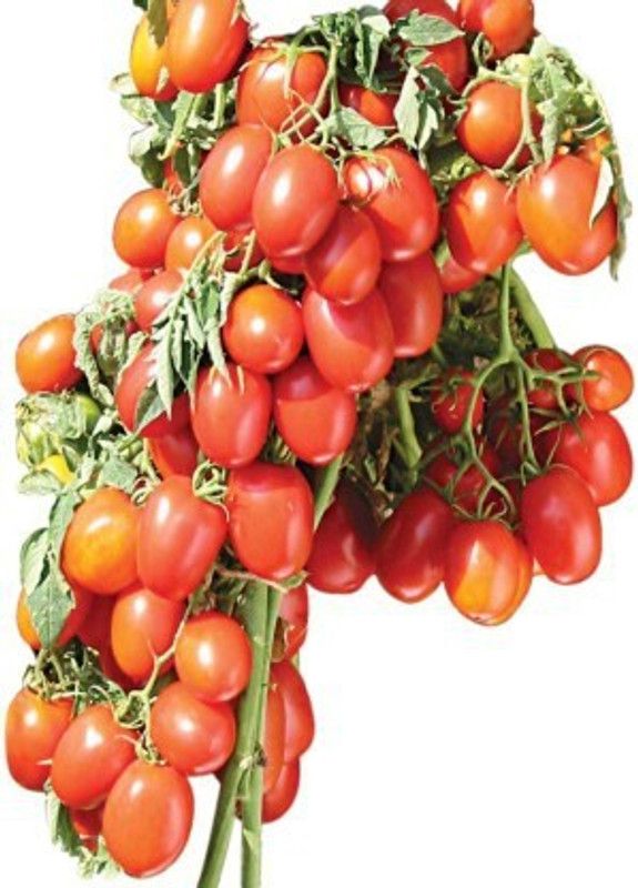 Greenerry Tomato Seed Seed  (290 per packet)