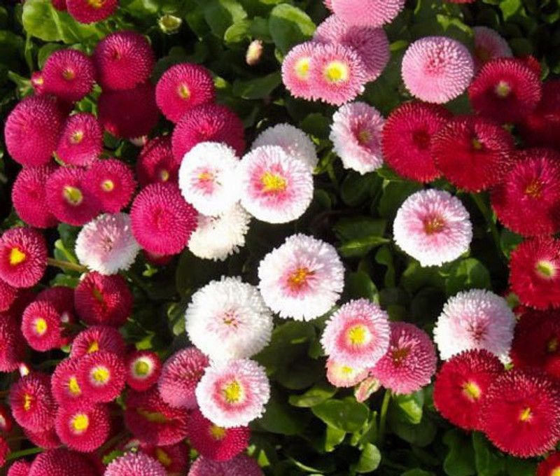 Paudha Exotic Daisy Mix Flower Seed  (91 per packet)