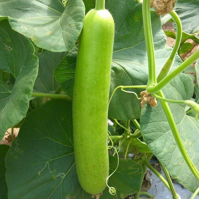 UGRA Bottle Gourd Ghiya Seed  (300 per packet)
