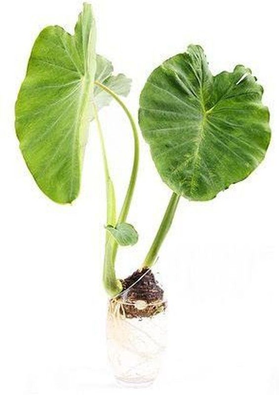 KANAYA Arabi Seed  (3 per packet)