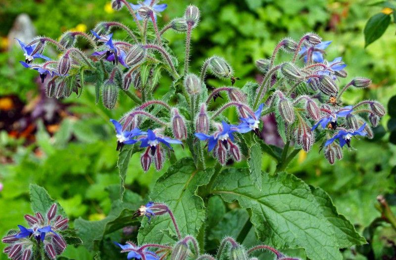 PLANTZON Borage Seed  (11 per packet)