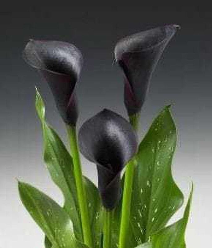 SIDDHI VINAYAK GALLERY Imported Variety Calla lily flower bulb black color Exotic Beautiful flower bulbs all season for home gardening Seed  (18 per packet)