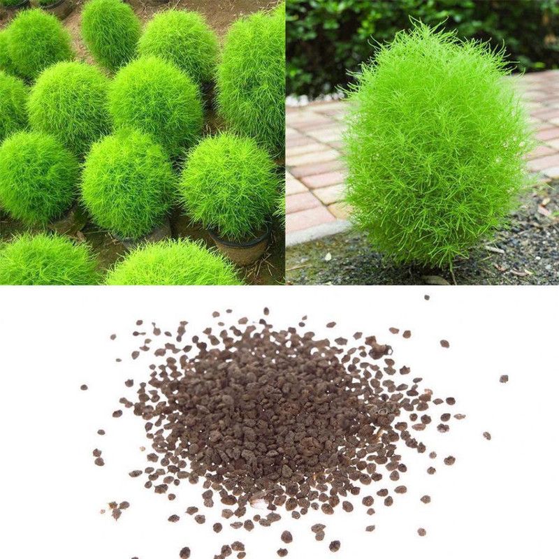 XOLDA Kochia Seed  (50 per packet)