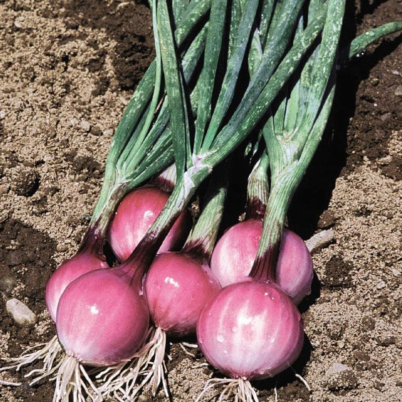 WILLVINE Spring Onion Purplette Bunching Onion Seed  (1000 per packet)