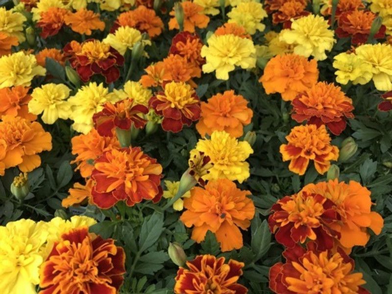 XOLDA Exotic mix marigold Seed  (45 per packet)