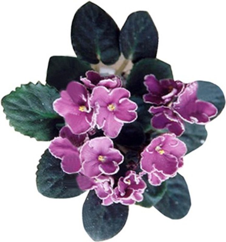 Nema Aeonium Arboreum Flower Seed  (50 per packet)