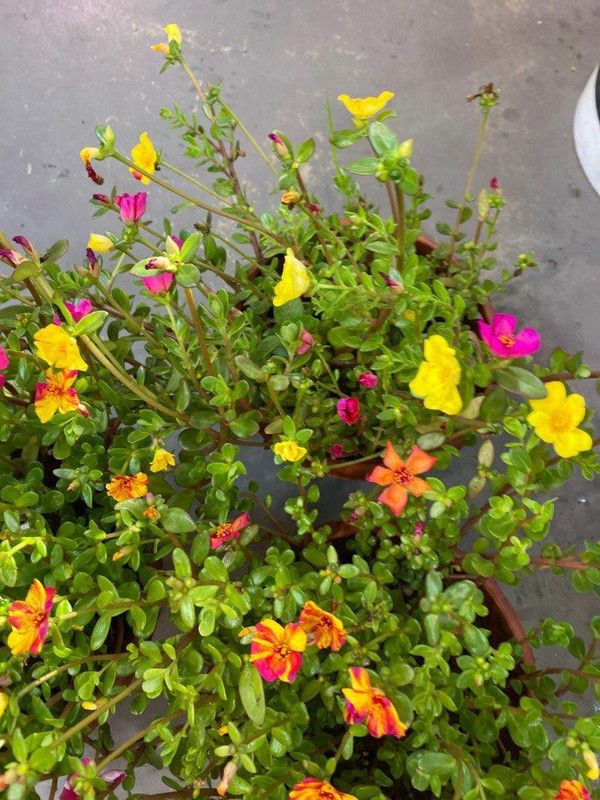 Mozette Exotic portulaca Seed  (27 per packet)