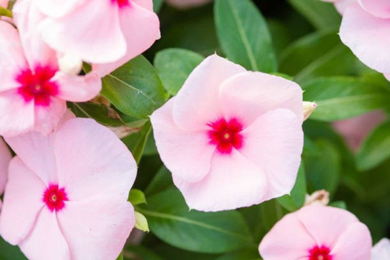 Splorias Vinca Flower Seed  (25 per packet)