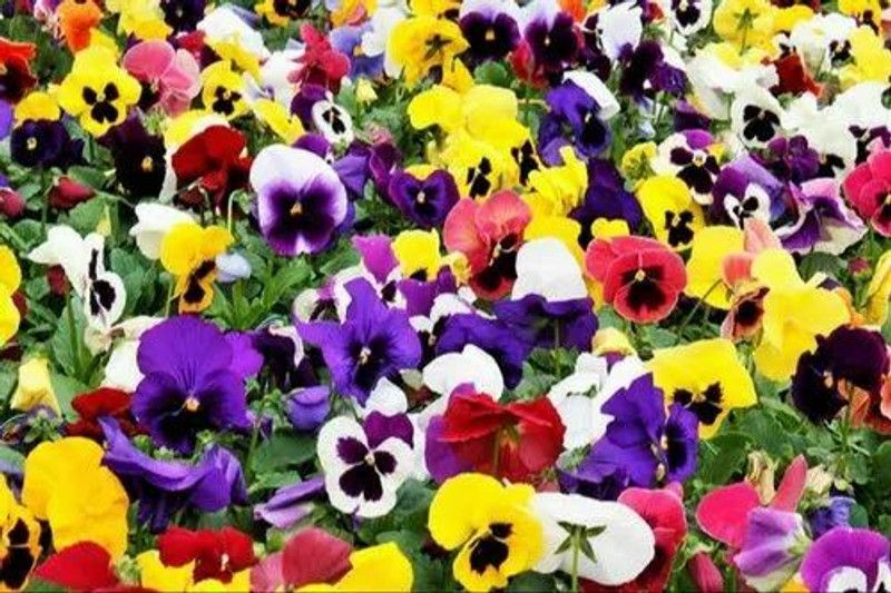 Mozette Exotic viola Seed  (37 per packet)