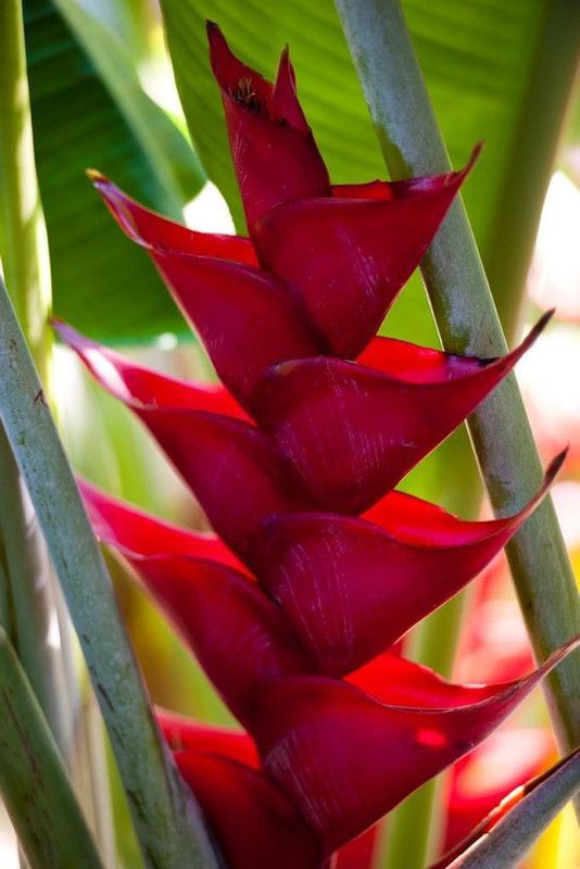 Siddhi Vinayak Gallery® Heliconia flower Bulb Seed  (14 per packet)